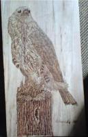 Birds - Loggers Hawk - Pyrography