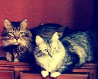 My Animals - Family Portrait - Camera Phone