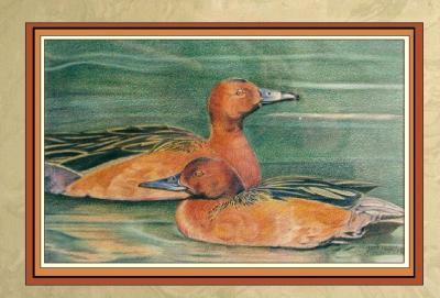 Wildlife - Cinnamon Teal Pair - Colored Pencil