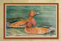 Cinnamon Teal Pair - Colored Pencil Drawings - By Kevin Gaffney, Realism Drawing Artist