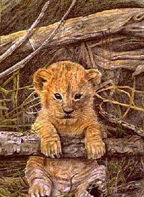 Wildlife - Lion Cub - Colored Pencil