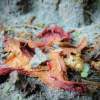Lost Bloom - Digital Photography - By Joanne Winters, Nature Photography Artist