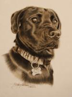 Portraits - Black Dog - Pastel