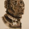 Black Dog - Pastel Drawings - By Alton  W Williams, Realism Drawing Artist