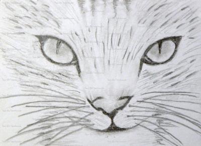 Prints - Kitten - Graphite