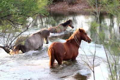 Wild Life - Crossing - Digital