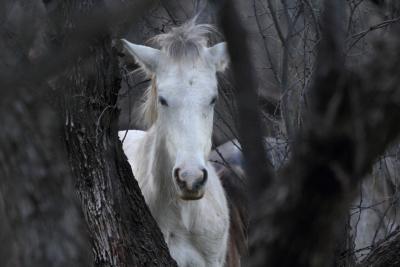 Wild Life - The White One - Digital