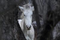 The White One - Digital Photography - By Laura Bavetz, Nature Photography Artist