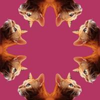 Digital Art - Symmetrically Balanced Cats - Digital