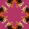 Symmetrically Balanced Cats - Digital Digital - By Karly Krempges, Digital Art Digital Artist