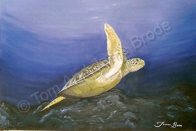 Sea Life - Lone Wanderer - Oil On Wood