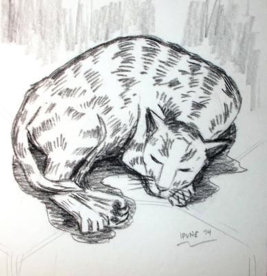 Cats - Nap - Conte On Paper