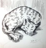 Cats - Nap - Conte On Paper