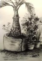 Tribute To My Mother - Right Front Yard - Charcoal On Paper