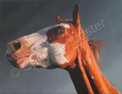 Equestrian Art - Alert - Acrylic