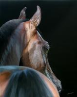 Equestrian Art - Arabian Beauty - Acrylic