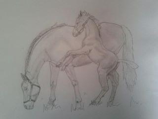 Sketches - Playful Foal - Animals