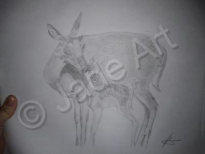 Sketches - Deer And Fawn - Animals