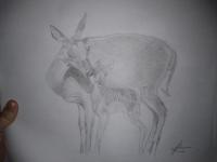 Sketches - Deer And Fawn - Animals