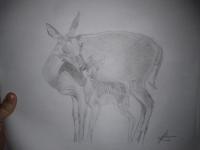 Deer And Fawn - Animals Drawings - By Jade Art, Realism Drawing Artist
