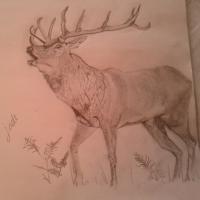 King Of The Hill - Animals Drawings - By Jade Art, Realism Drawing Artist