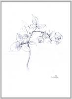 Drawing - Gift - -
