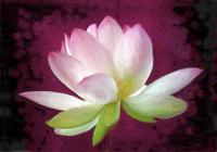 Lotus - Acrylic On Canvas Paintings - By Sue Lamarr Kramer, Realistic Painting Artist