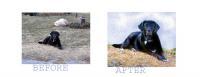 Before And After - Acrylic On Canvas Paintings - By Sue Lamarr Kramer, Impressionistic Painting Artist