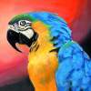 Parrot - Oil Pastel Paintings - By Sue Lamarr Kramer, Realistic Painting Artist