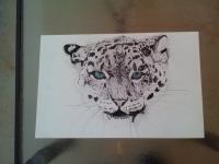 Snow Leopard - Charcol Drawings - By Morgan Miller, Realistic Drawing Artist