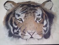 On The Wild Side - Charcol Drawings - By Morgan Miller, Realistic Drawing Artist