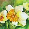Daffodils - Watercolor Print Paintings - By Janis Artino, Flowers Painting Artist