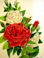 Red And White Rose - Colored Pencil Drawings - By Robert Nowlin, Realism Drawing Artist