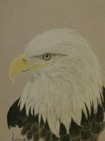 Proud - Colored Pencil Drawings - By Robert Nowlin, Realism Drawing Artist