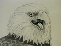 Defiant - Pencil And Charcoal Drawings - By Robert Nowlin, Realism Drawing Artist