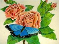 Roses And Butterfly - Colored Pencil Paintings - By Robert Nowlin, Realism Painting Artist