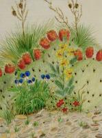 Desert Flowers - Colored Pencil Drawings - By Robert Nowlin, Realism Drawing Artist