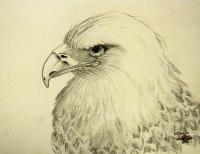 Proud 2 - Pencil And Charcoal Drawings - By Robert Nowlin, Realism Drawing Artist