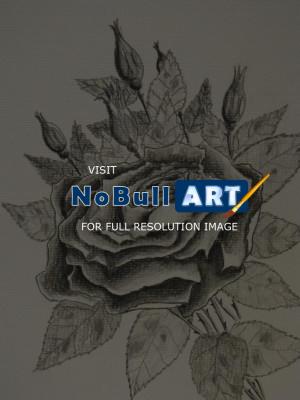 Graphite And Charcoal Drawings - Rose And Buds - Pencil And Charcoal