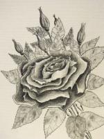 Rose And Buds - Pencil And Charcoal Drawings - By Robert Nowlin, Realism Drawing Artist