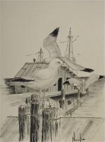 Sea Gull - Pencil And Charcoal Drawings - By Robert Nowlin, Realism Drawing Artist
