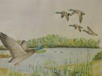 Take Flight - Colored Pencil Drawings - By Robert Nowlin, Realism Drawing Artist