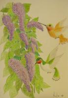 Hummers - Colored Pencil Drawings - By Robert Nowlin, Realism Drawing Artist