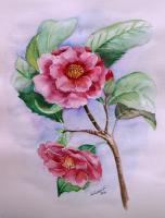 Camellia - Watercolor Paintings - By Erika Kohutovic, Floral Painting Artist