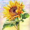 Sunflower - Watercolor Paintings - By Erika Kohutovic, Floral Painting Artist