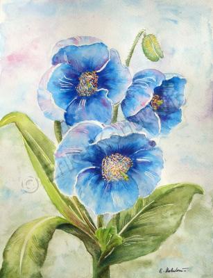 Floral - Blue Poppies - Watercolor