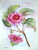 Floral - Camellia - Watercolor