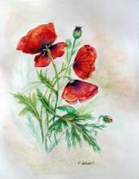 Poppies III - Watercolor Paintings - By Erika Kohutovic, Realism Painting Artist