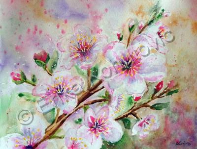 Floral - Apple Blossom - Watercolor