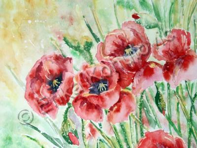 Floral - Poppy Field - Watercolor